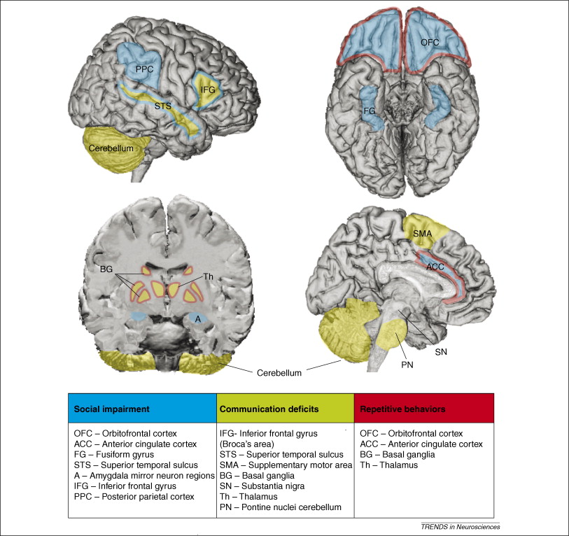 Brain areas that have been implicated in the mediation of the three core behaviors that are impaired in autism: social behavior, language and communication, and repetitive and stereotyped behaviors. Amaral et al. 2008, Trends in Neurosciences.